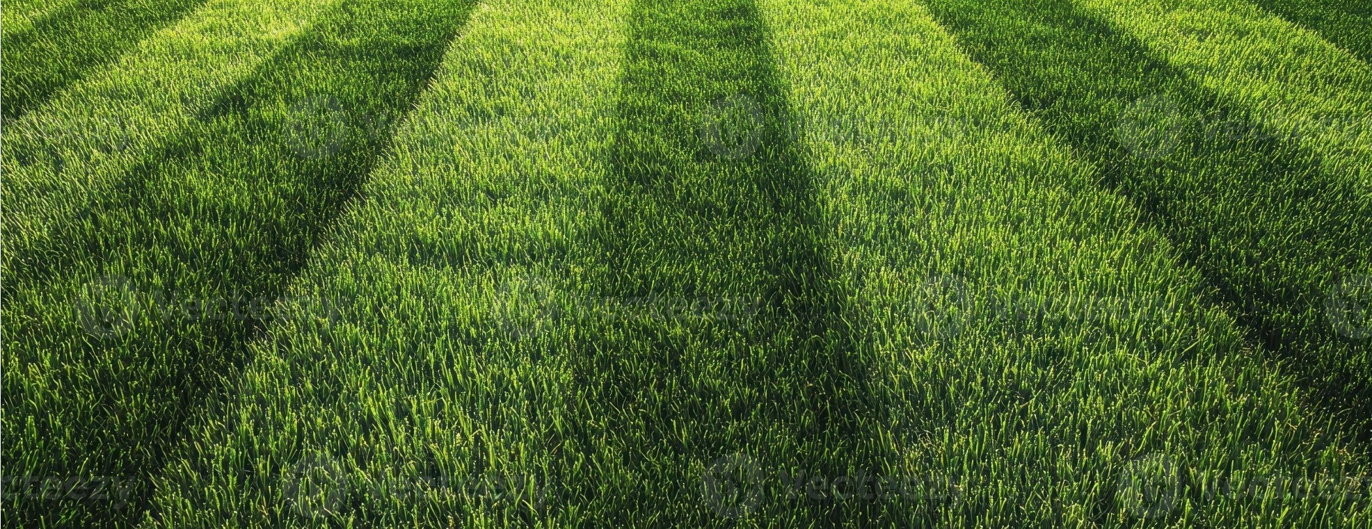 Nice green growing lawn Sod 